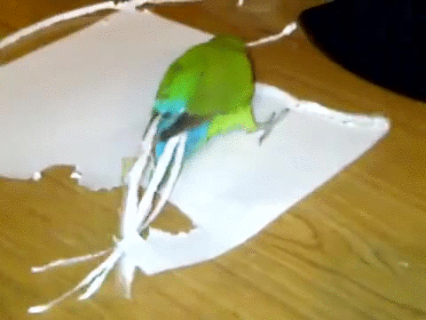 birddecoration